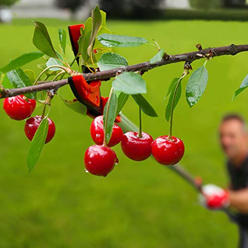 valex-forbice-raccoglifrutta-con-manico-prolungato-75cm-lame-in-acciaio-temprato image 6