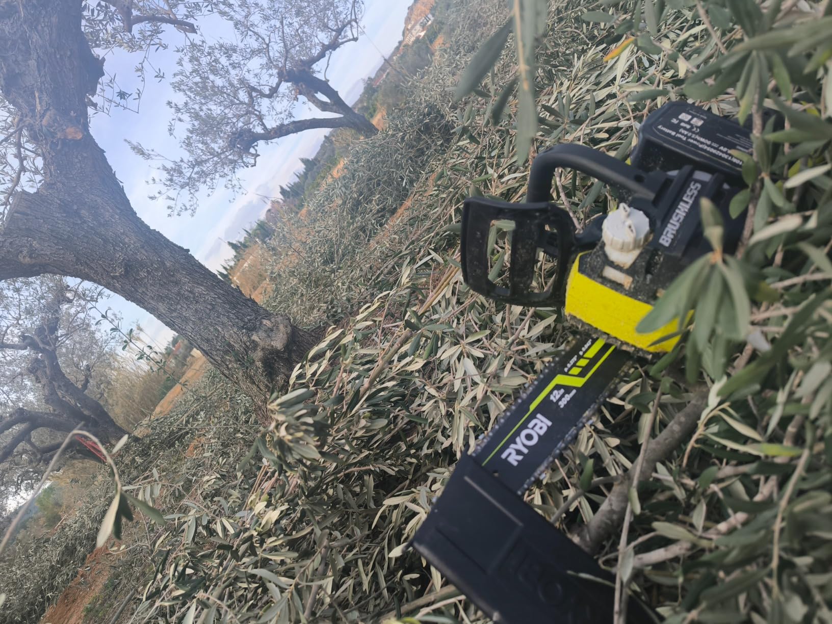 Fino a 43 ceppi, credeteci